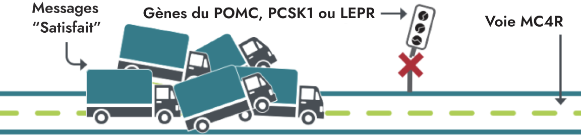 Frame 9354 Un schéma illustrant les messages « Satisfait » perturbés sous la forme de plusieurs camions dans un embouteillage. Le gène SBB est illustré par un signal d’intersection avec un X, bloquant la voie MC4R.