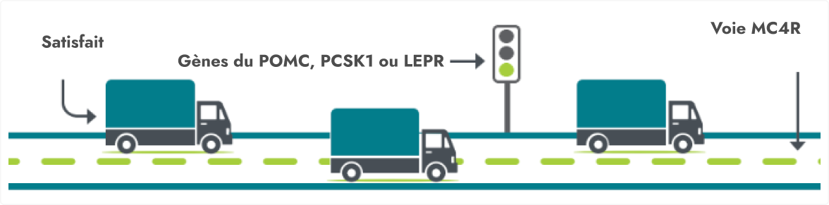 Frame 9396 Une illustration représentant trois camions sur une route, chacun étiqueté différemment. Le premier camion est étiqueté « Satisfait », le second « Gène SBB » avec un feu de circulation au vert à côté. Le troisième camion est étiqueté « Voie MC4R ».