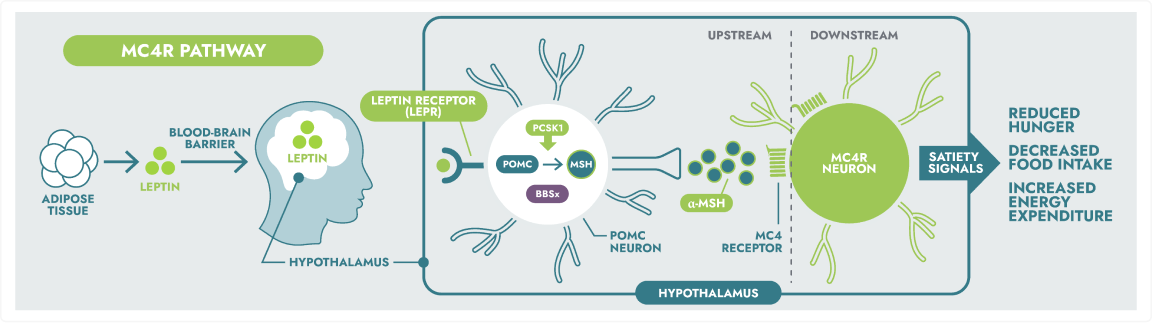 Frame 9398 Diagram of the MC4R pathway showing the role of leptin from adipose tissue and its interaction with leptin receptors in the hypothalamus. The diagram also highlights how disruptions can lead to genetic obesity, illustrating upstream processes and downstream effects like reduced hunger and increased energy expenditure.