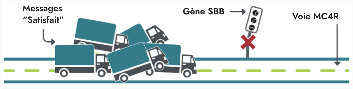 Frame 9443 Un schéma illustrant les messages « Satisfait » perturbés sous la forme de plusieurs camions dans un embouteillage. Le gène SBB est illustré par un signal d’intersection avec un X, bloquant la voie MC4R.