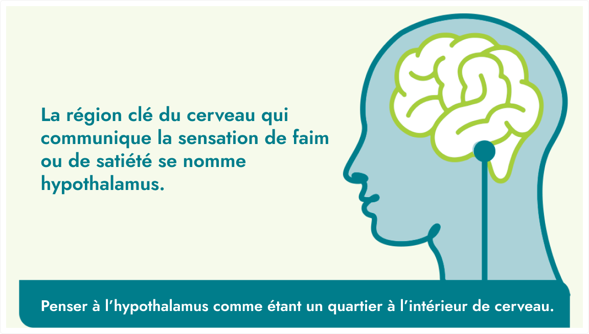 Frame 9445 Un schéma définissant l’hypothalamus, une région clé du cerveau. Le texte dit : « La région clé du cerveau qui communique la sensation de faim ou de satiété se nomme hypothalamus ». Un message sur une barre bleu sarcelle dit : « Imaginez que l’hypothalamus est un quartier à l’intérieur du cerveau. »