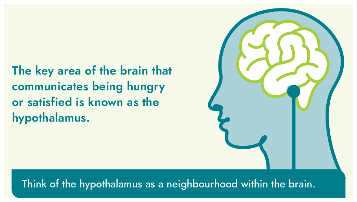 Frame 9445 A graphic explaining the hypothalamus, a key area in the brain. The text reads: "The key area of the brain that communicates being hungry or satisfied is known as the hypothalamus.” A callout on a teal bar reads “Think of the hypothalamus as a neighbourhood within the brain.”