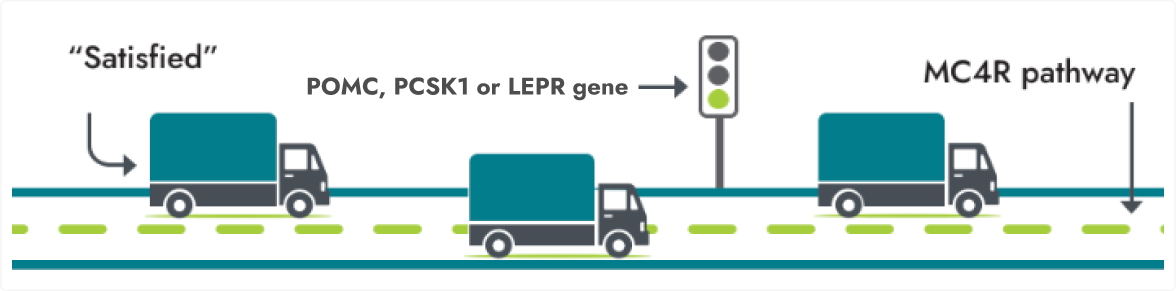 Frame 9447 An illustration depicting three trucks on a road, each labeled with different texts. The first truck is labeled "Satisfied," the second truck "BBS gene" with an adjacent green traffic light. The third truck reads "MC4R pathway.”