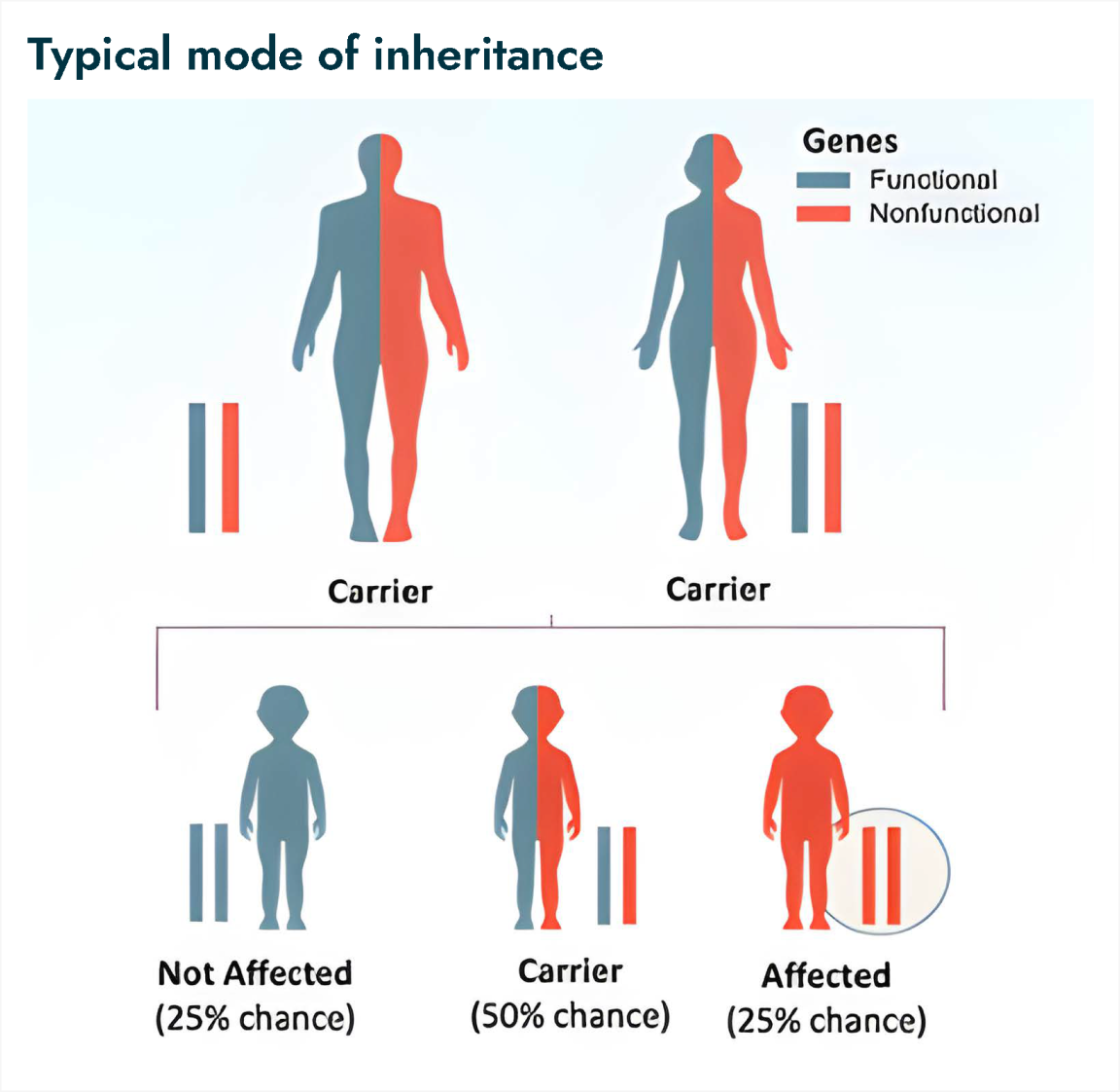 Frame 9452 Infographic titled "Typical mode of inheritance" showing two carriers, each with one functional and one nonfunctional gene. It depicts potential outcomes for their children: a 25% chance of being unaffected, 50% chance of being a carrier, and 25% chance of being affected by conditions like PCSK1 deficiency.