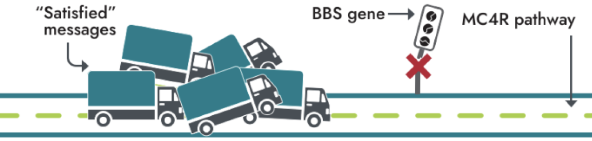 Placeholder Image A diagram illustrating disrupted "satisfied" messages with multiple trucks in a traffic jam. The BBS gene is shown as a crossing signal with an X, blocking the MC4R pathway.