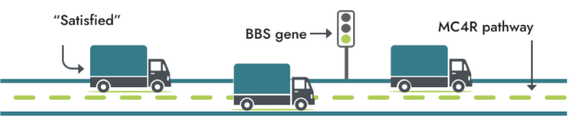 Placeholder Image An illustration depicting three trucks on a road, each labeled with different texts. The first truck is labeled "Satisfied," the second truck "BBS gene" with an adjacent green traffic light. The third truck reads "MC4R pathway.”