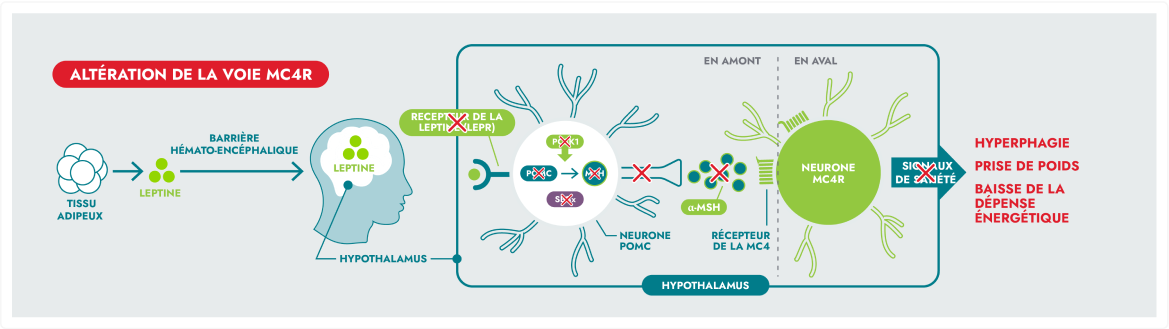 Frame 9397 Schéma illustrant l’altération de la voie MC4R. Il représente la leptine produite par le tissu adipeux se déplaçant vers l’hypothalamus sans pouvoir y interagir avec les neurones MC4R, provoquant hyperphagie, prise de poids et baisse de la dépense énergétique. Ce mécanisme est essentiel dans l’obésité génétique et d’autres maladies de la voie MC4R.