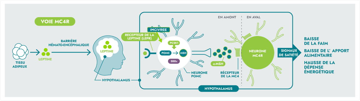 Schéma de la voie MC4R illustrant le rôle de la leptine du tissu adipeux et son interaction avec les récepteurs de leptine de l’hypothalamus. Le schéma souligne également de quelle manière les altérations de cette voie peuvent conduire à l’obésité génétique, en illustrant les processus en amont et les effets en aval, comme la baisse de la faim et la hausse de la dépense énergétique.