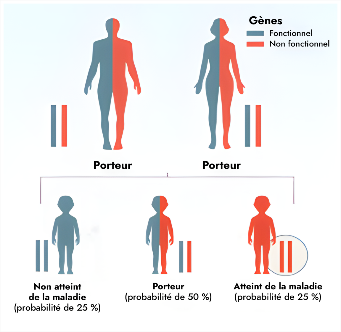 Frame 9400 Graphique intitulé « Mode habituel de transmission héréditaire » présentant deux porteurs portant chacun un gène fonctionnel et un gène non fonctionnel. Le graphique illustre l’issue potentielle pour leurs enfants : probabilité de 25% de ne pas être affecté, probabilité d’être porteur de 50 %, probabilité d’être affecté par des problèmes de santé comme le déficit en PCSK1 de 25 %.