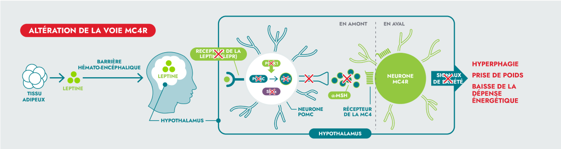 image 12 Schéma illustrant l’altération de la voie MC4R. Il représente la leptine produite par le tissu adipeux se déplaçant vers l’hypothalamus sans pouvoir y interagir avec les neurones MC4R, provoquant hyperphagie, prise de poids et baisse de la dépense énergétique. Ce mécanisme est essentiel dans l’obésité génétique et d’autres maladies de la voie MC4R.